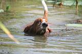 BASSET HOUND 202